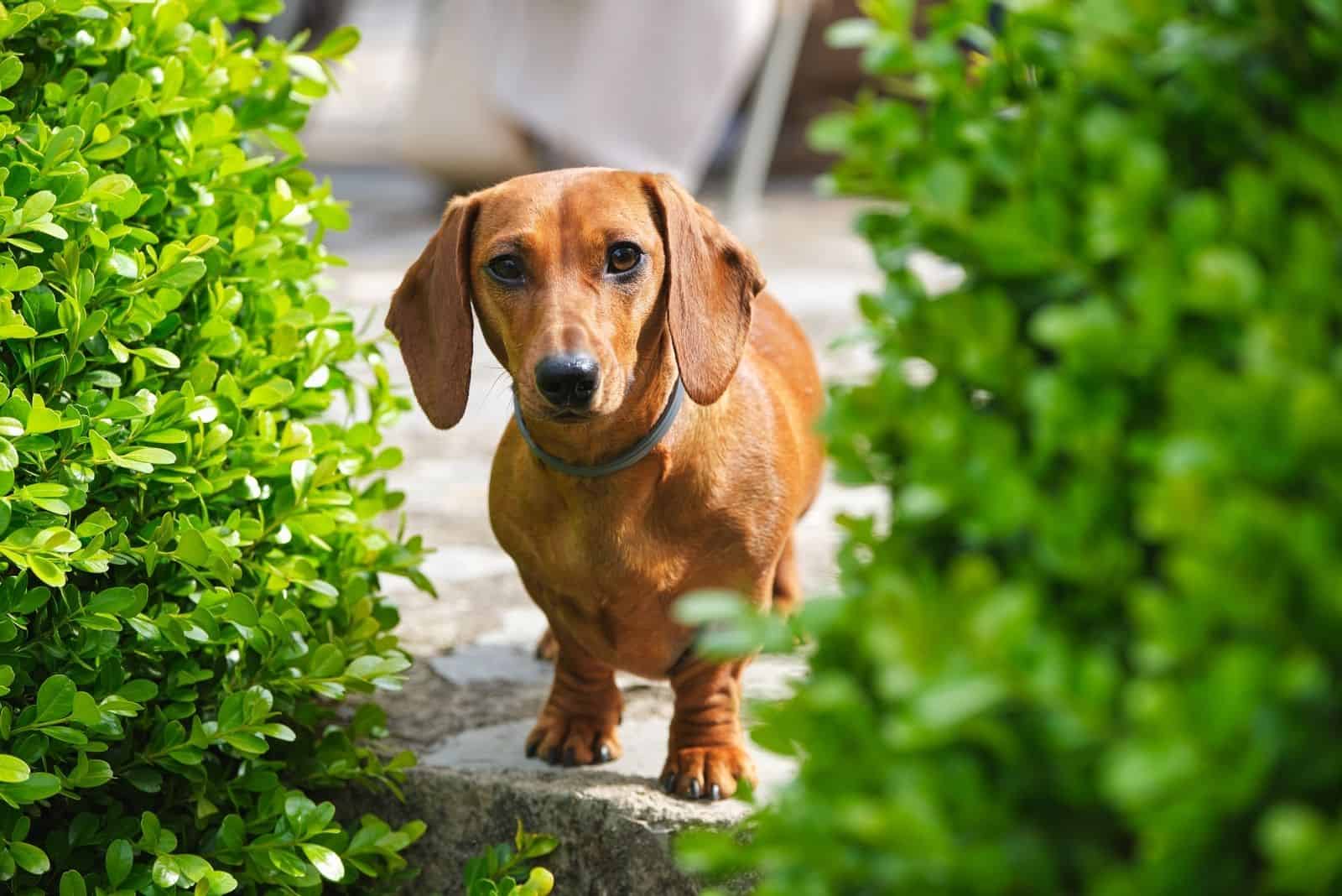 Perro Dachshund marrón y lindo con collar de pie cerca de plantas verdes abundantes en un jardín soleado y mirando a la cámara amigablemente