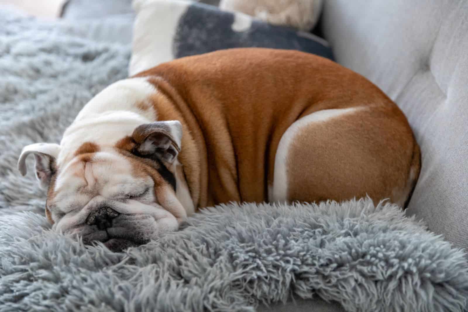 Bulldog inglés adorable durmiendo en el sofá