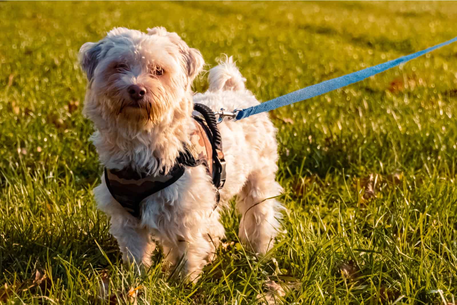 Lindo perro Havanese de pie en la hierba