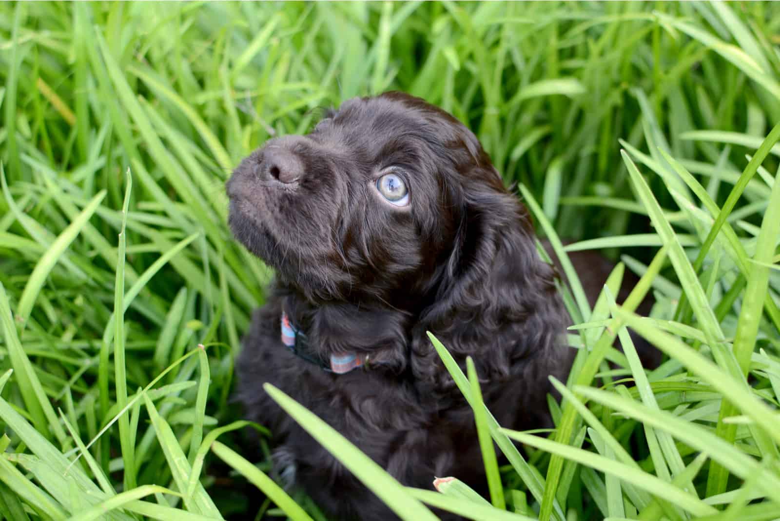 Cachorro de spaniel esperanzado sentado en la hierba