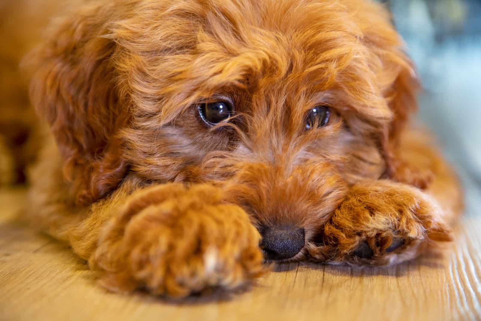 Lindo cachorro de labradoodle acostado