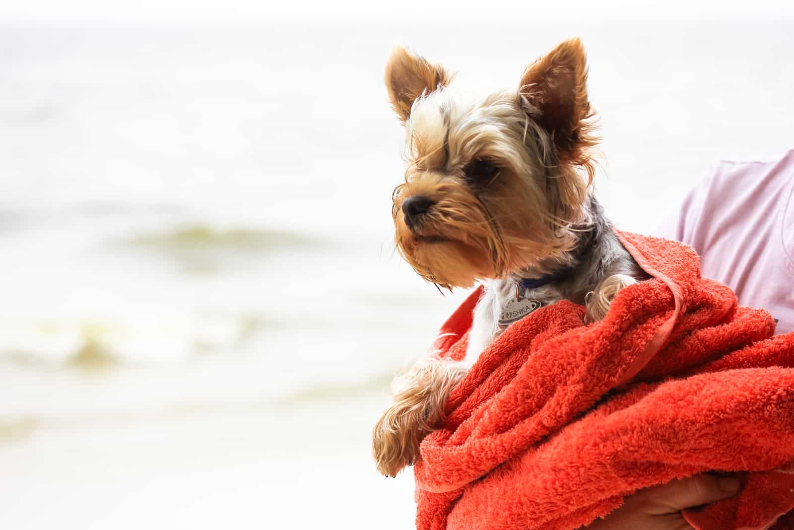 Pequeño Yorkshire Terrier en una toalla de felpa roja