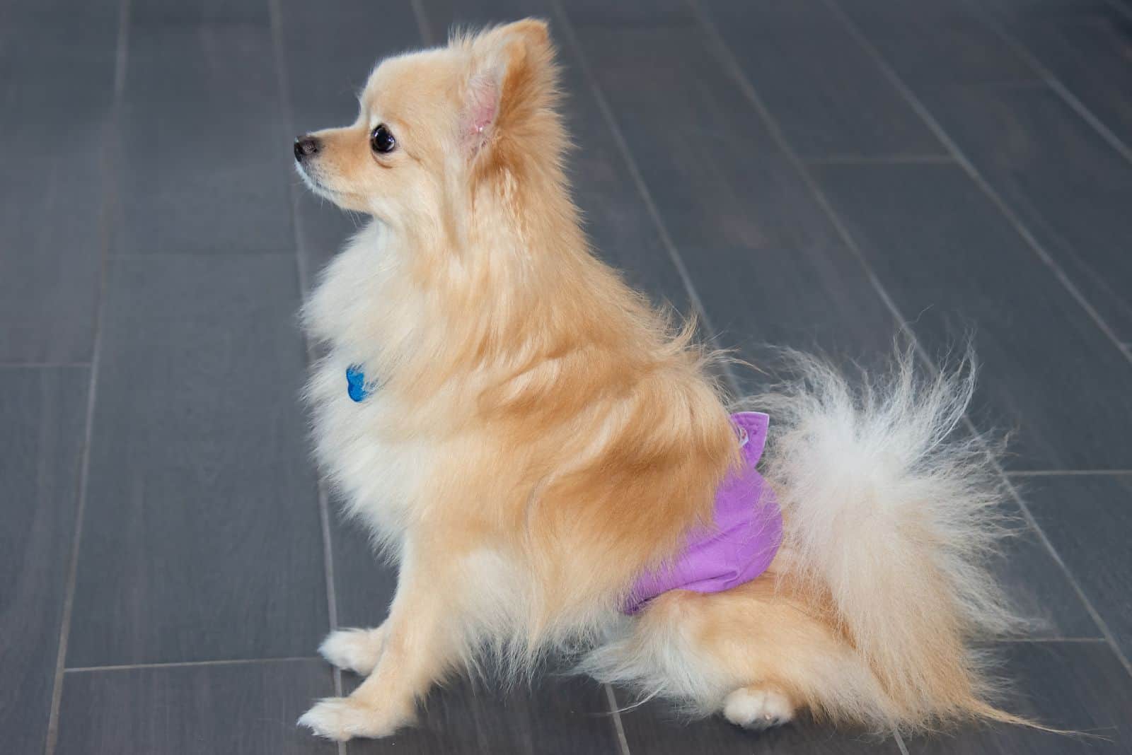 Lindo Pomerania macho con pañal para orinar asegurado