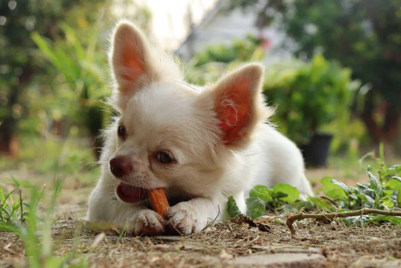 Perro chihuahua comiendo comida seca