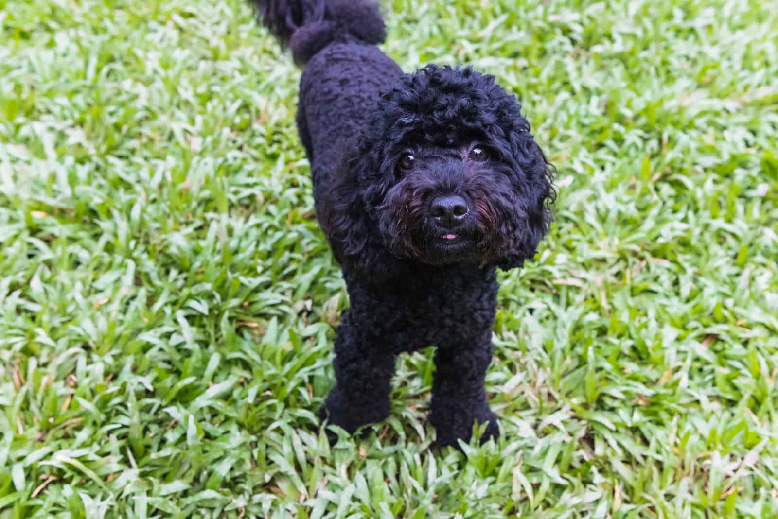 Lindo caniche en el parque en un día soleado