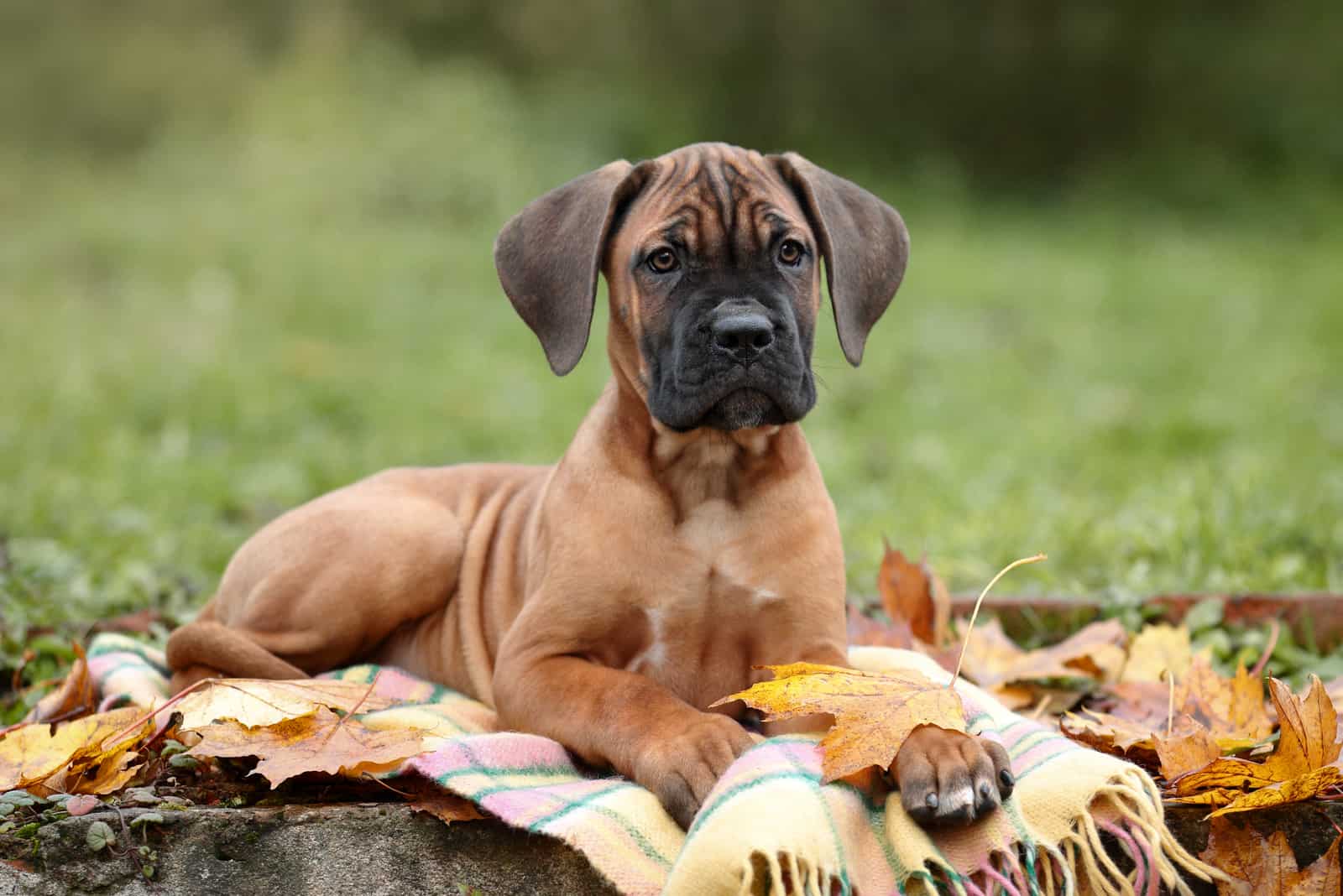 lindo cachorro Cane Corso italiano en la naturaleza