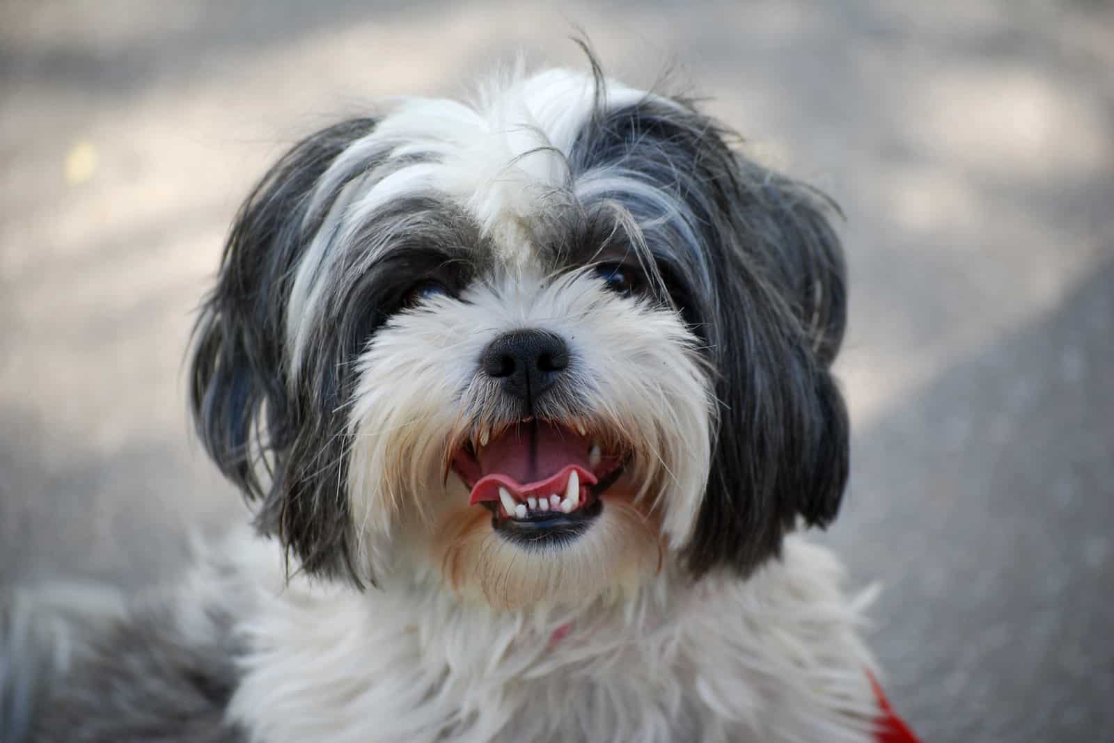 Lindo perro Shih Tzu peludo