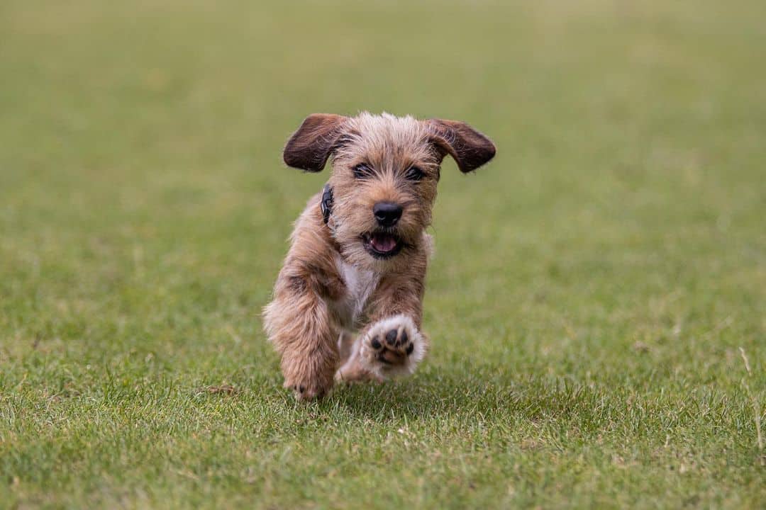 Dachshund Apso corre en el campo