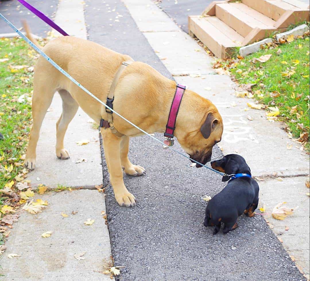 Dachshund y Mastín