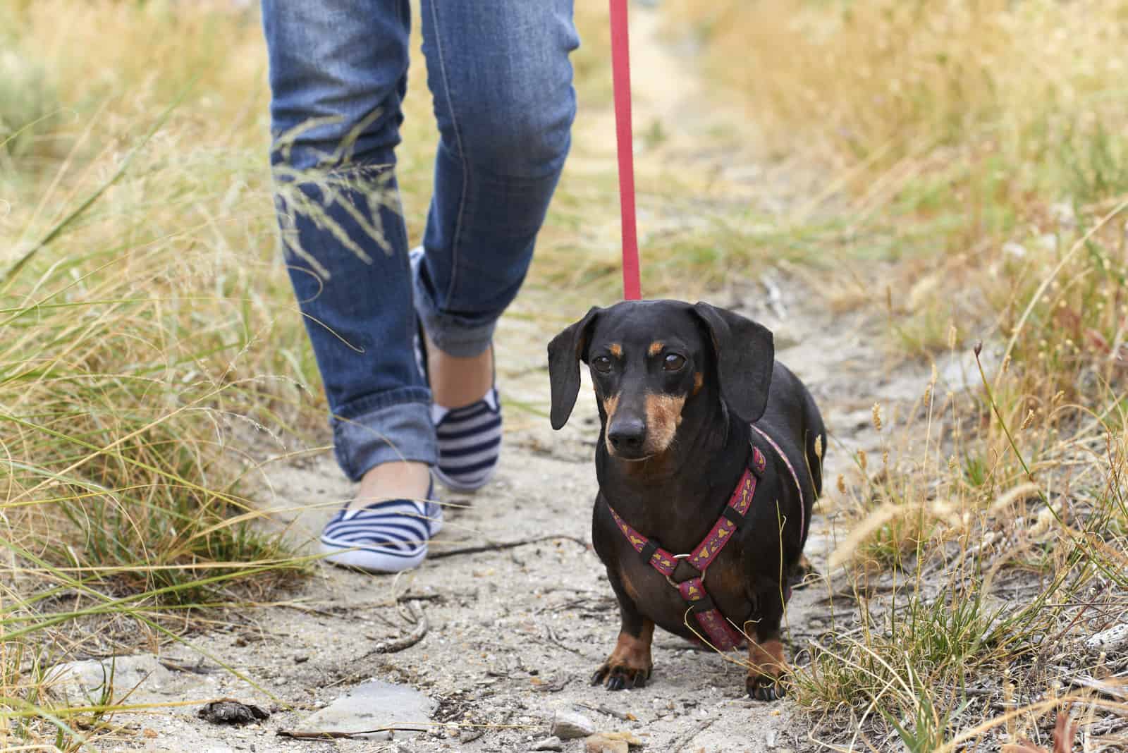Dachshund caminando con dueño