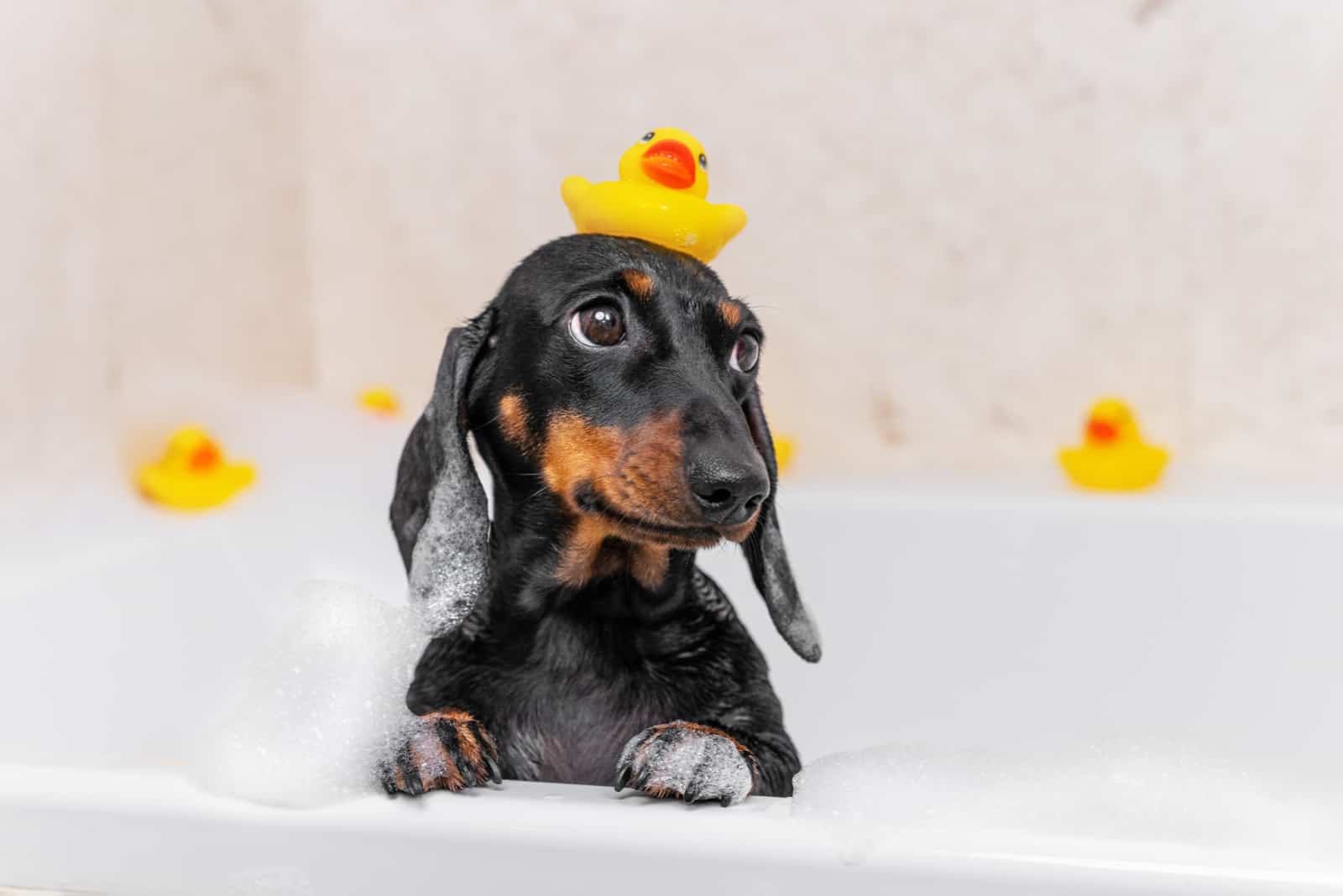 Dachshund tomando un baño