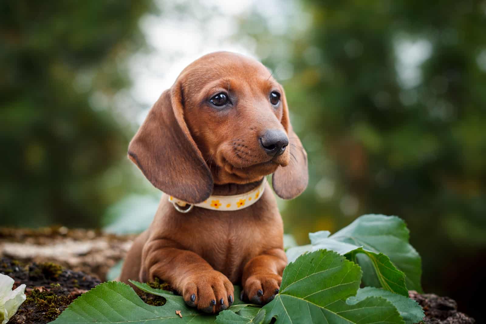 Dachshund en la naturaleza