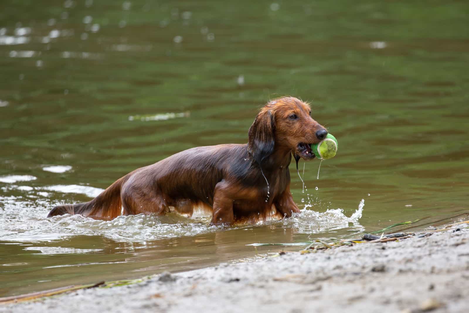 Dachshund jugando en el lago