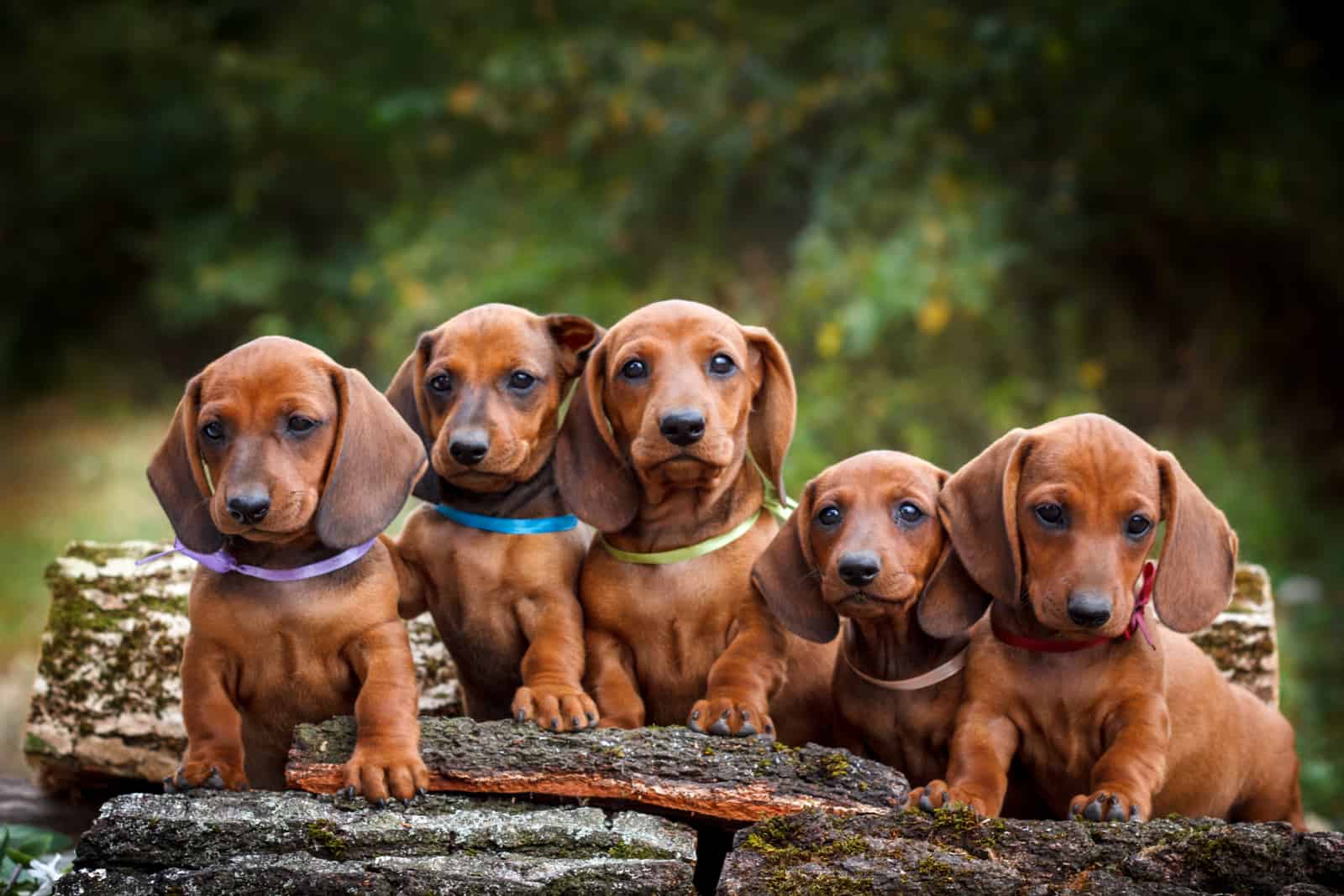 Cachorros de Dachshund parados sobre madera