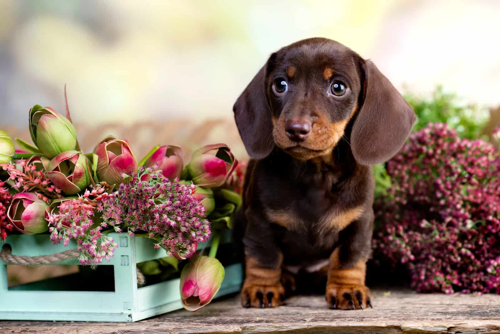 Cachorro de Dachshund sentado junto a flores