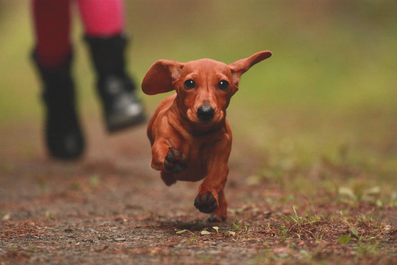 Dachshund corriendo lejos de su dueño