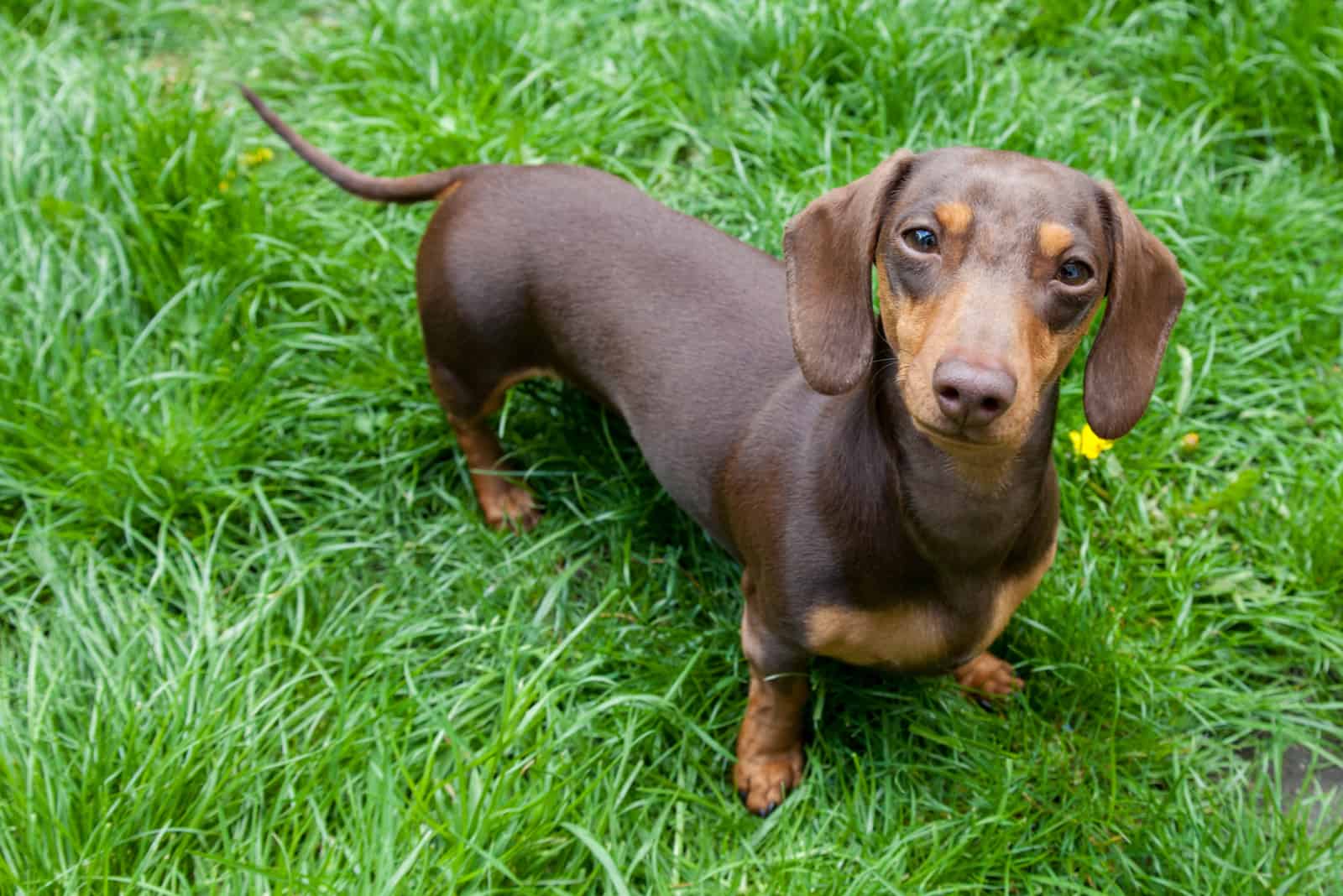 Dachshund parado sobre la hierba mirando hacia arriba