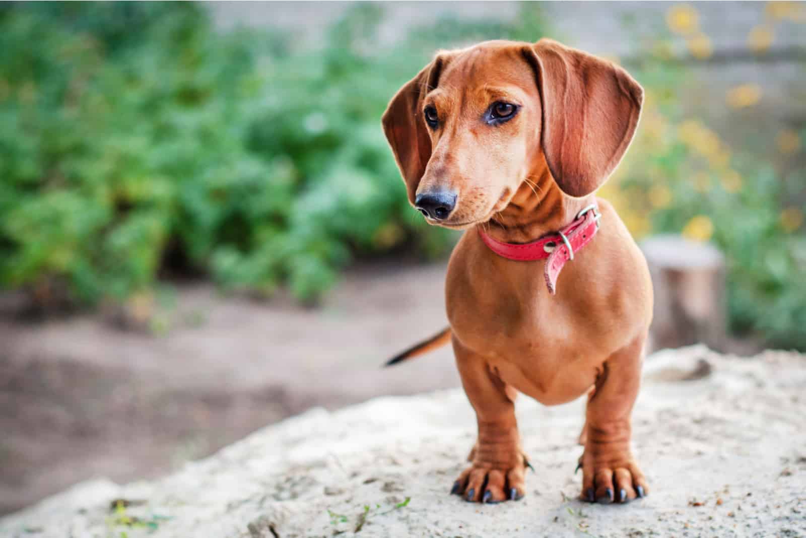 Dachshund parado sobre una roca