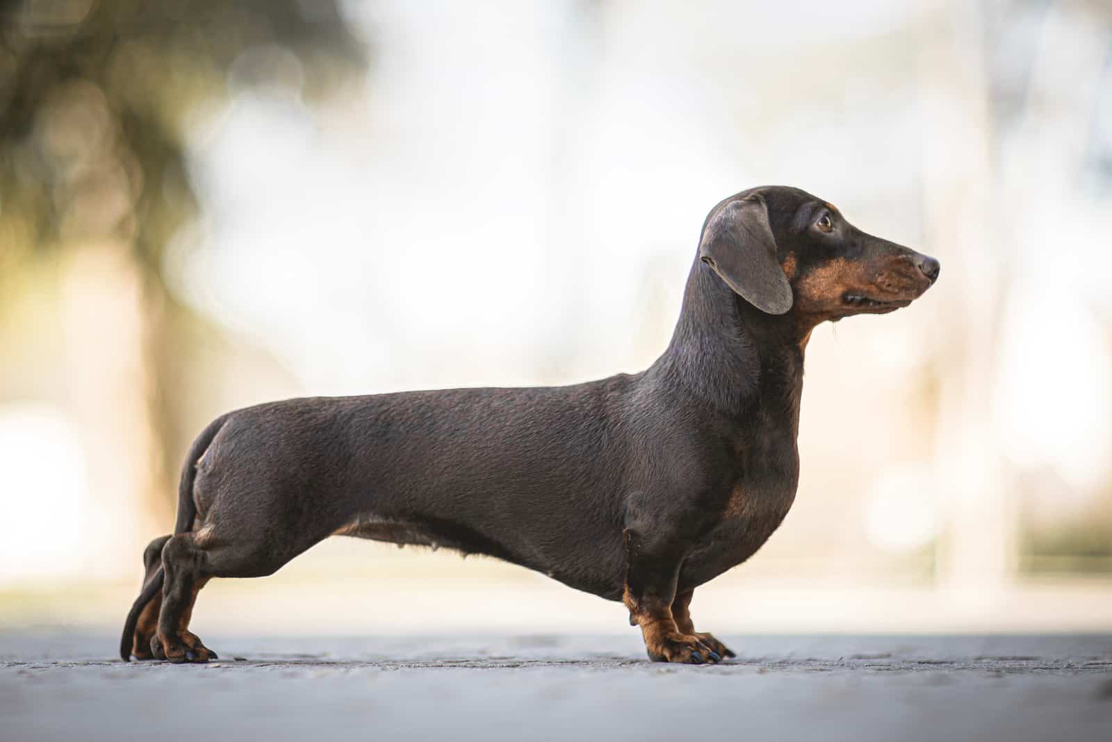 Dachshund de pie afuera