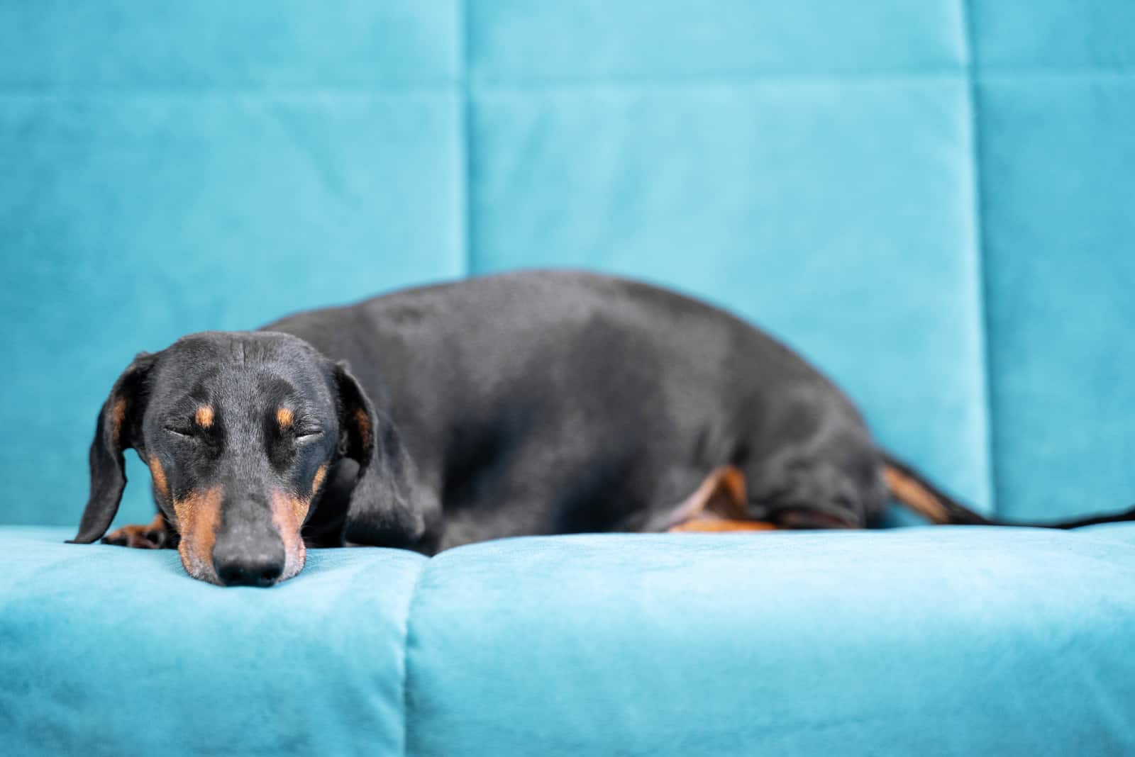 Dachshunds descansando en el sofá
