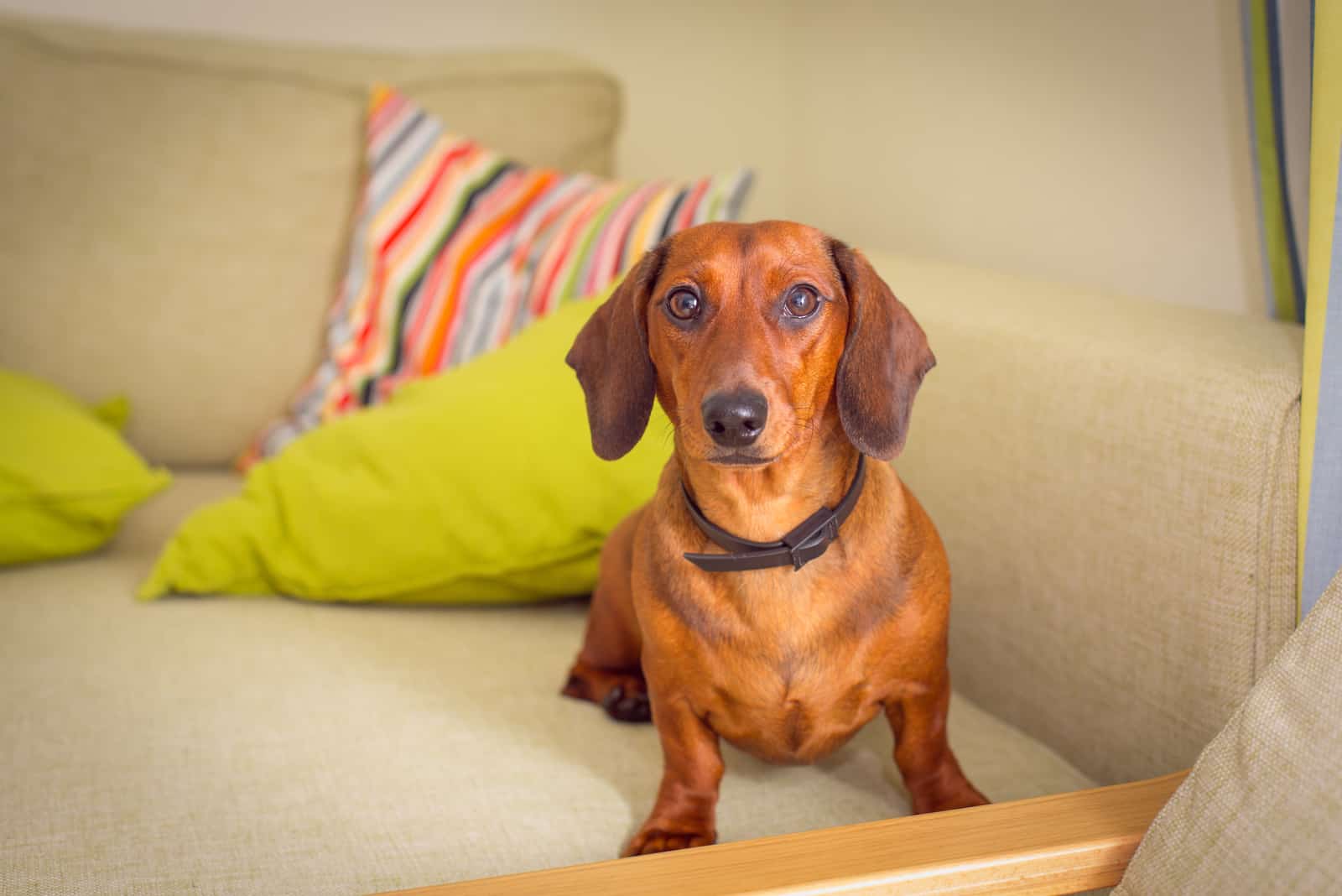 Dachshunds sentado en el sofá mirando hacia adelante