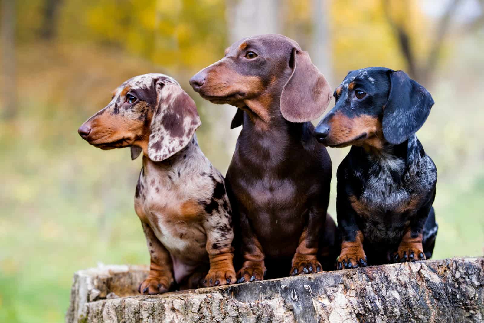 Dachshunds sentados en un árbol