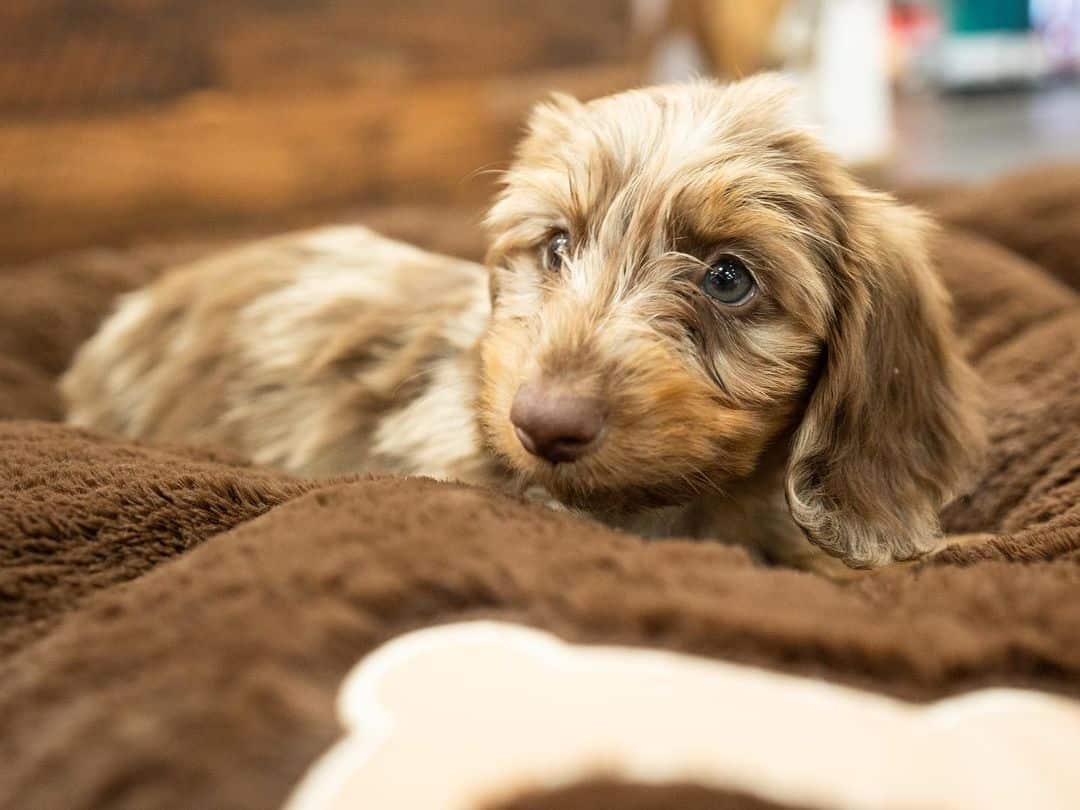 El dachvanese se acuesta y descansa