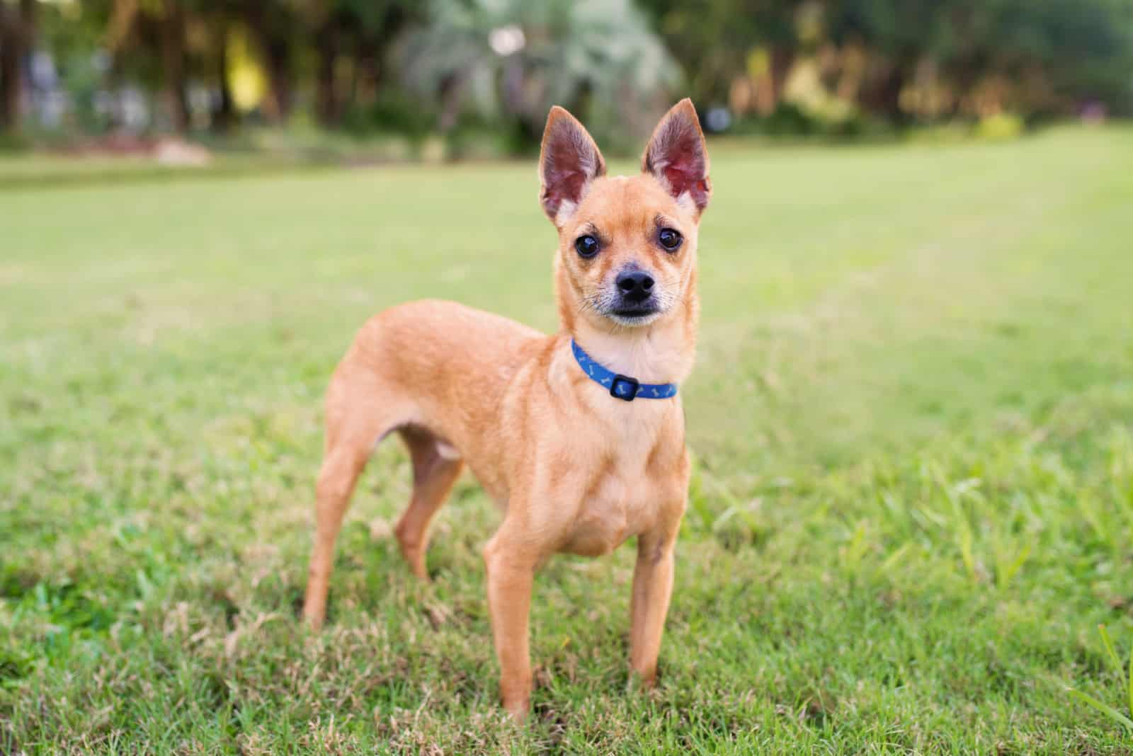 Chihuahua Cabeza de Ciervo de pie en el césped al aire libre