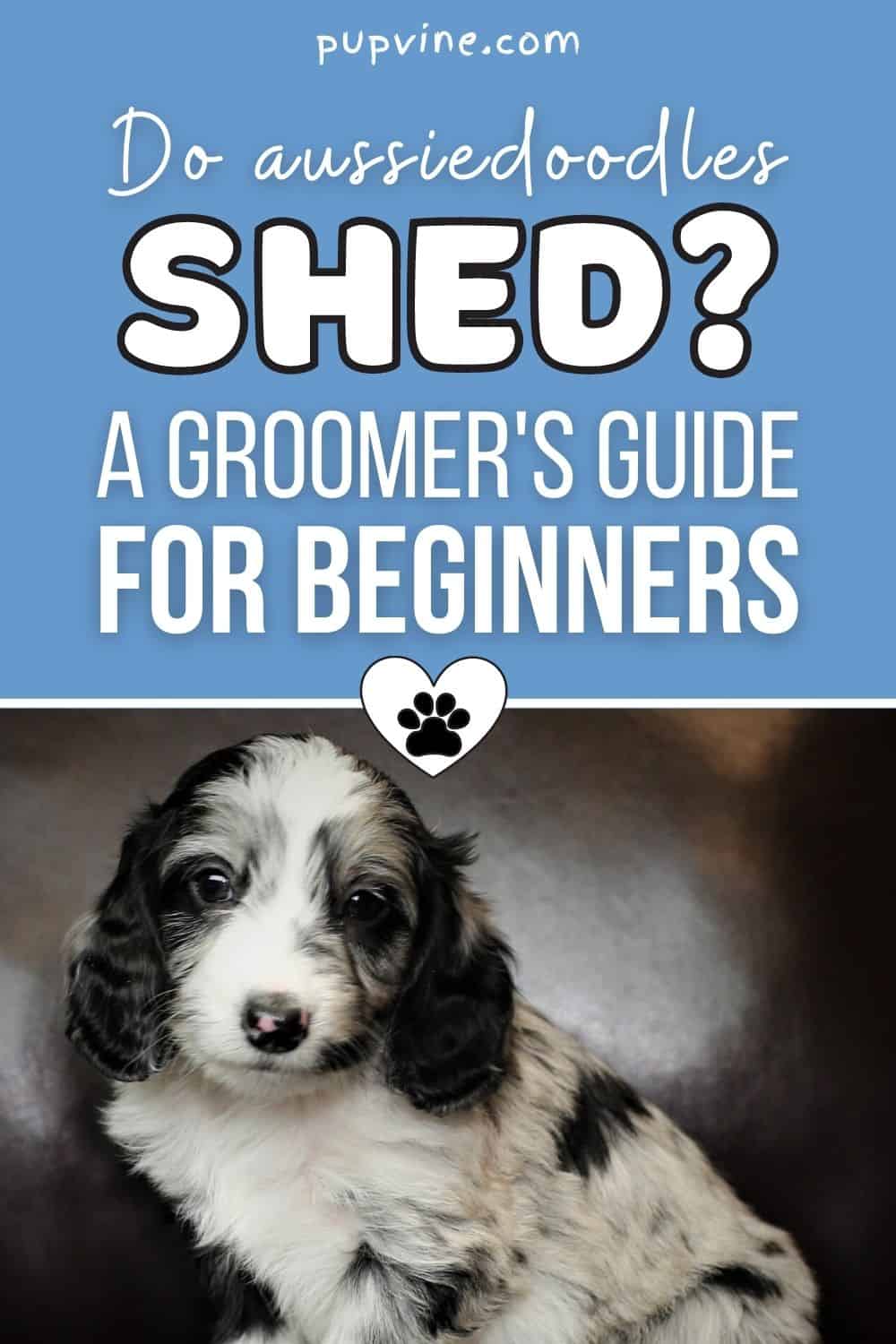 ¿Los Aussiedoodles Pierden Pelo? Una Guía para Principiantes de los Peluqueros