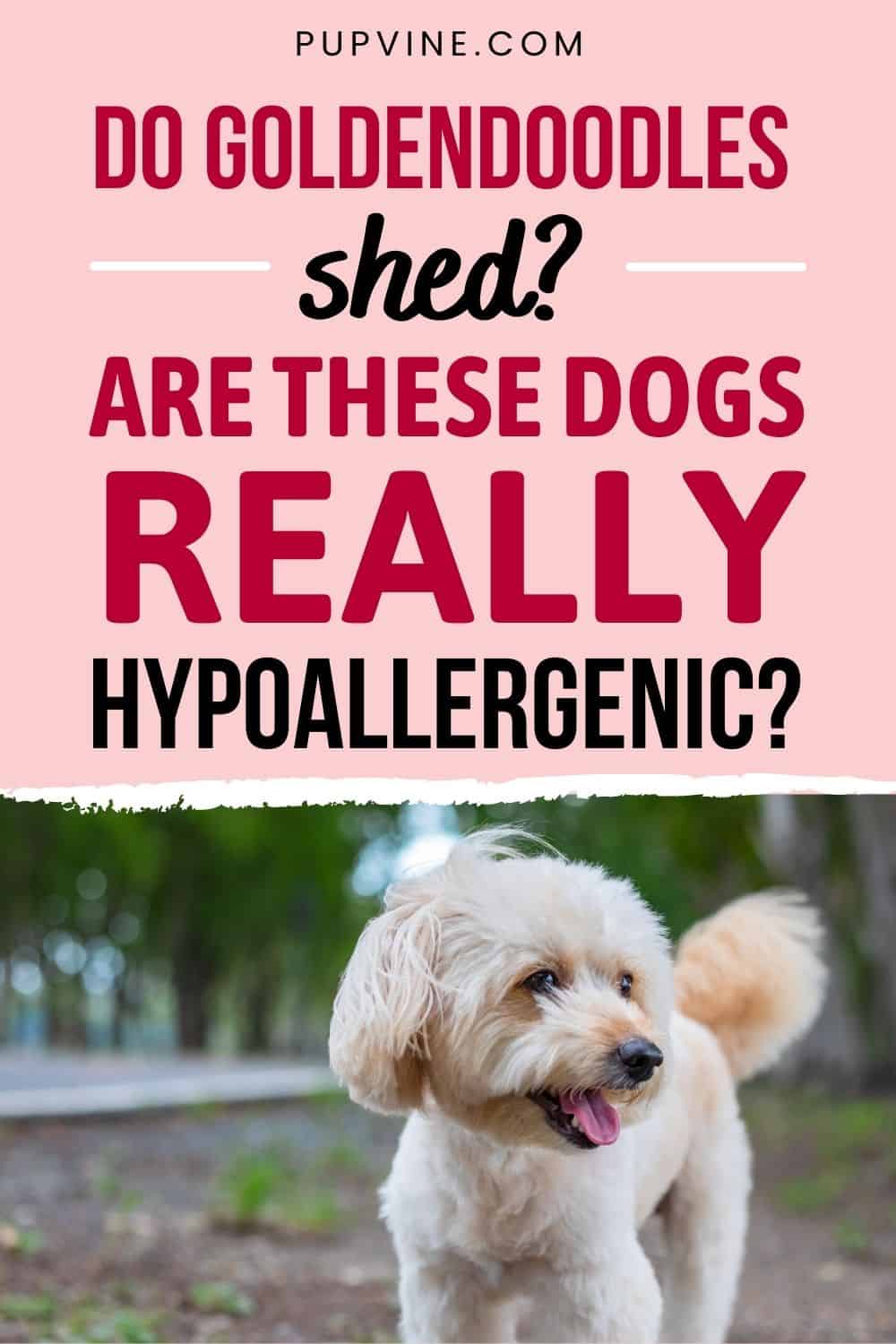 ¿Los Goldendoodles Muden Pelo? ¿Son Realmente Hipoalergénicos?
