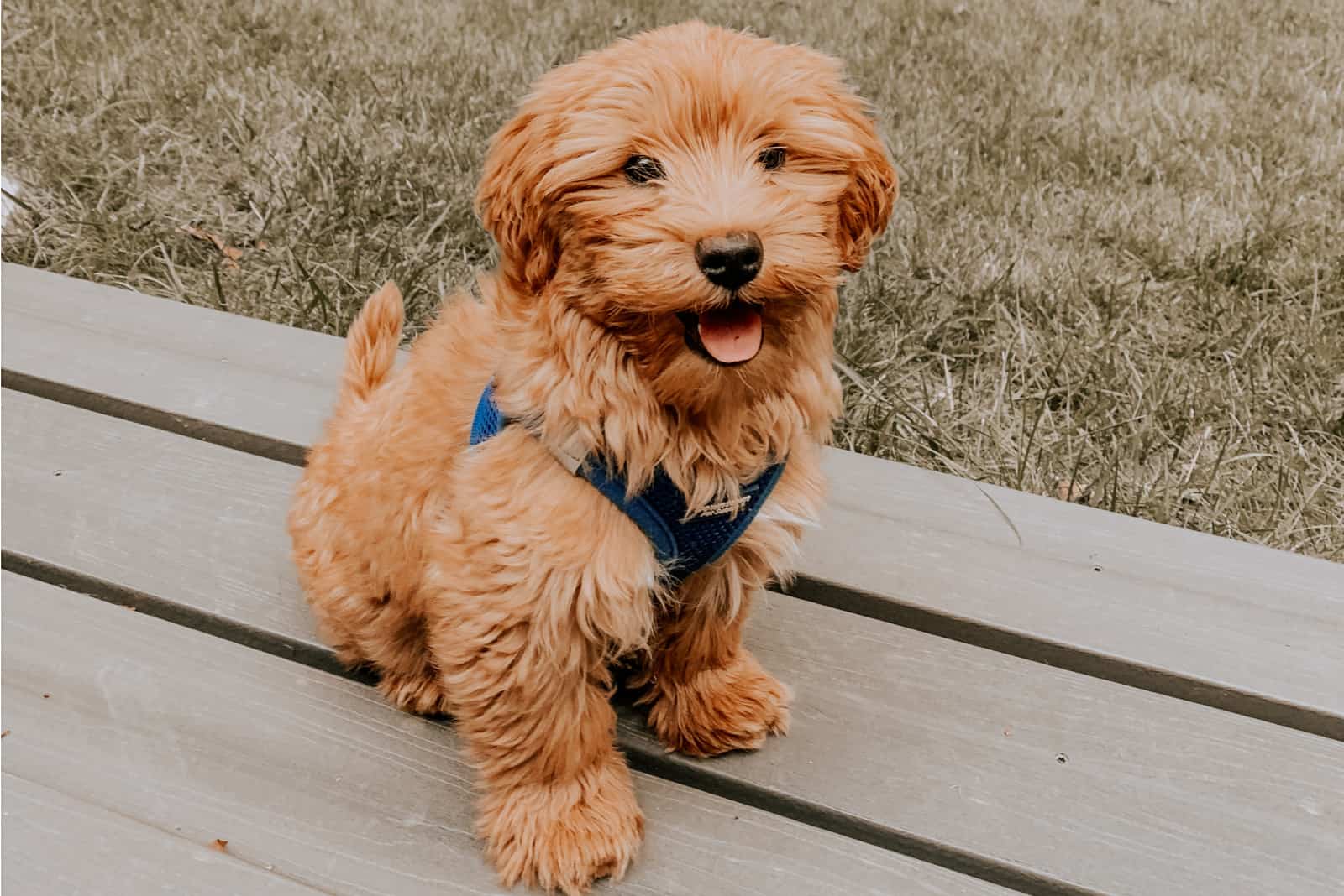 Goldendoodles sentado sobre una base de madera