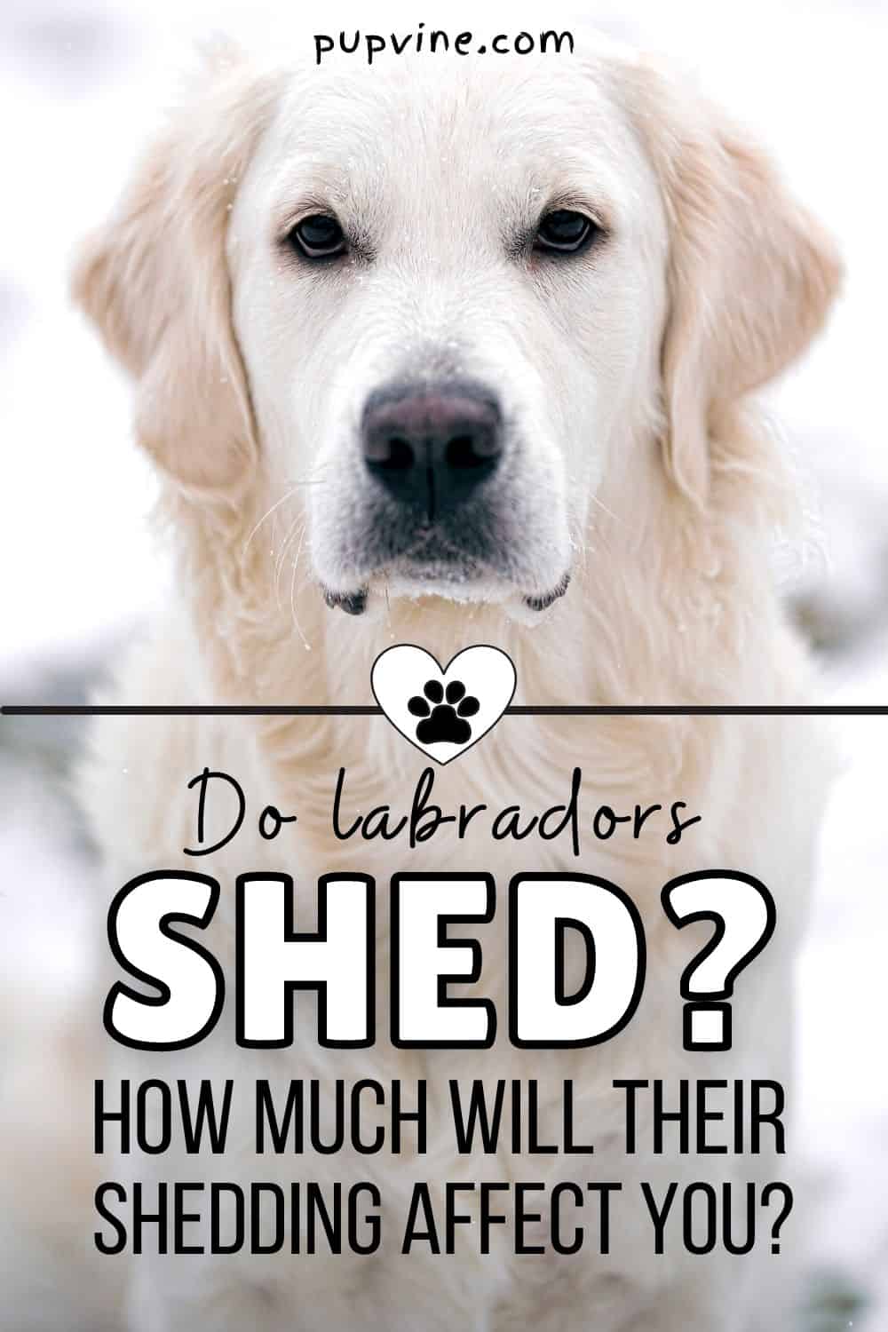 ¿Los Labradores mudan? ¿Cuánto afectará su muda a ti?