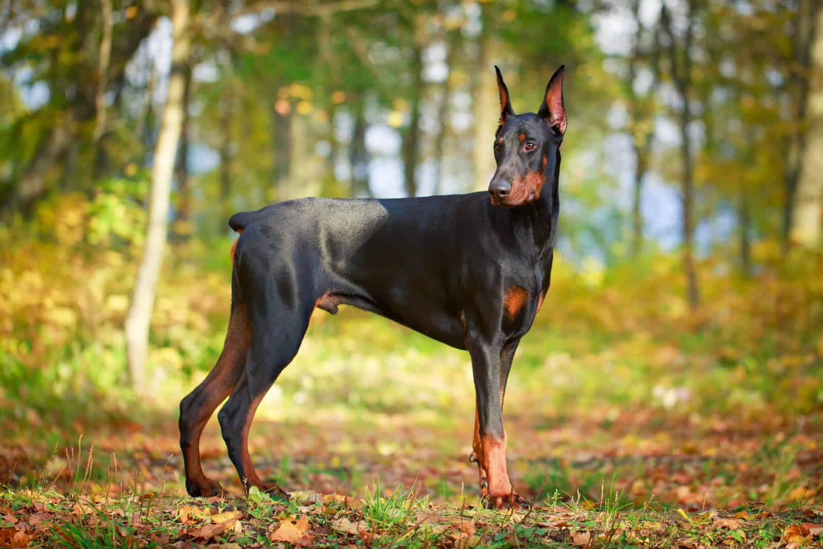 Perro Doberman Pinscher