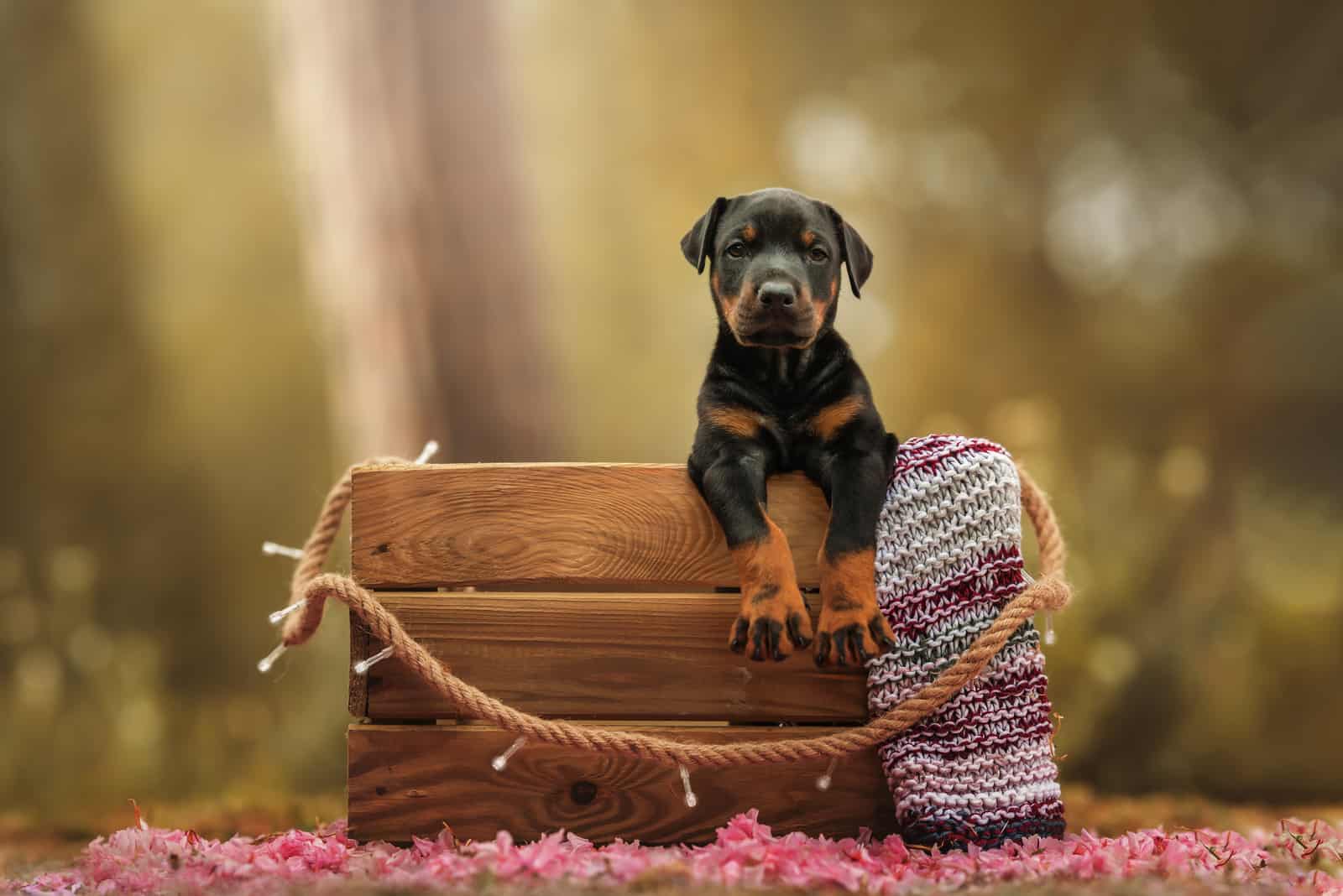 Cachorros de Doberman de pie en una caja de madera