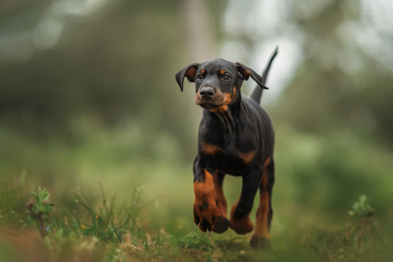 Cachorro Doberman corriendo en el césped