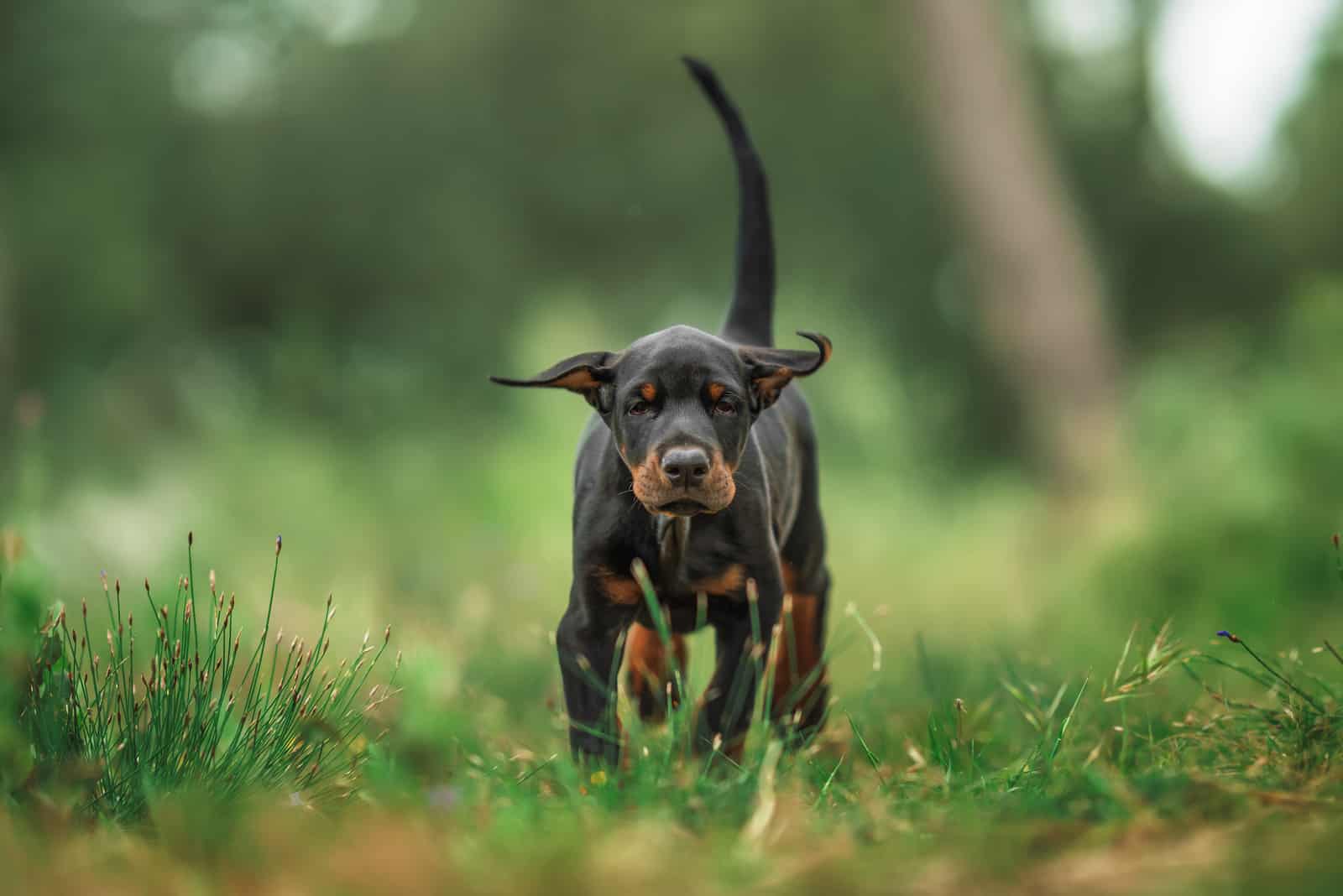 Cachorro de Doberman caminando hacia la cámara