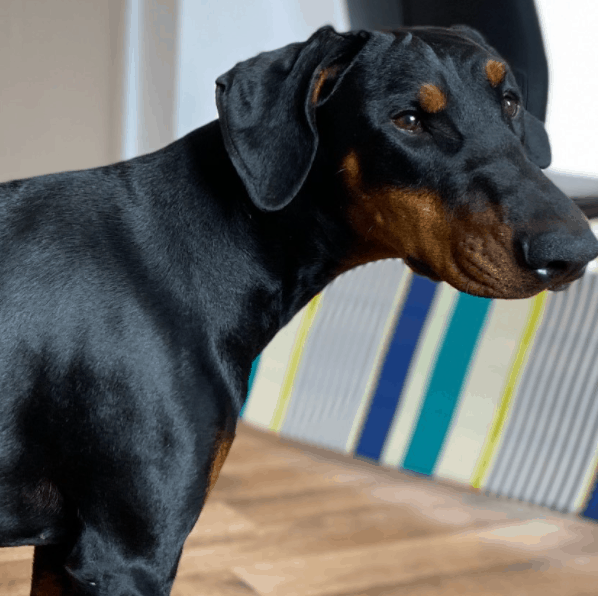 Doberman en casa