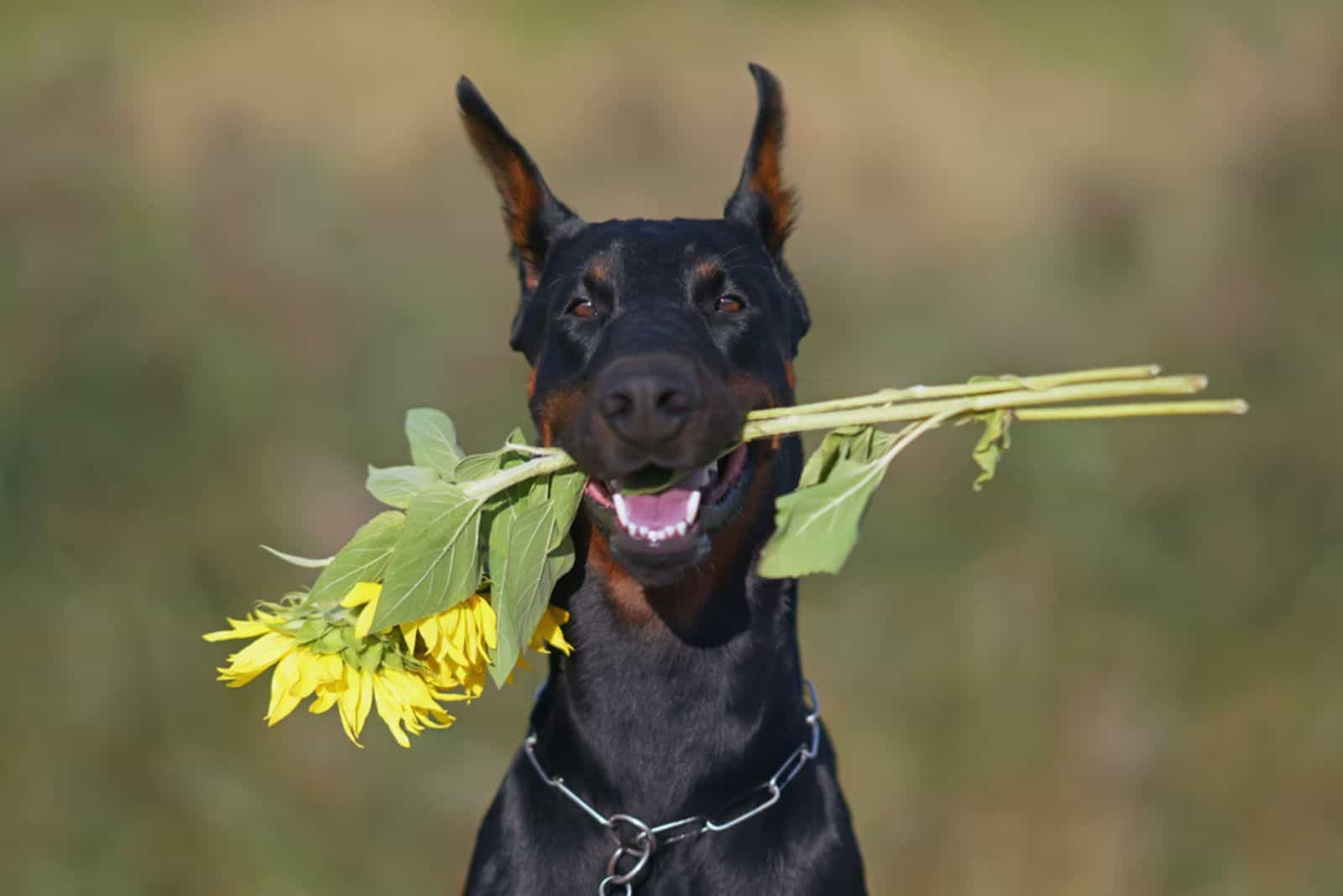 perro Doberman posando al aire libre con girasoles en la boca