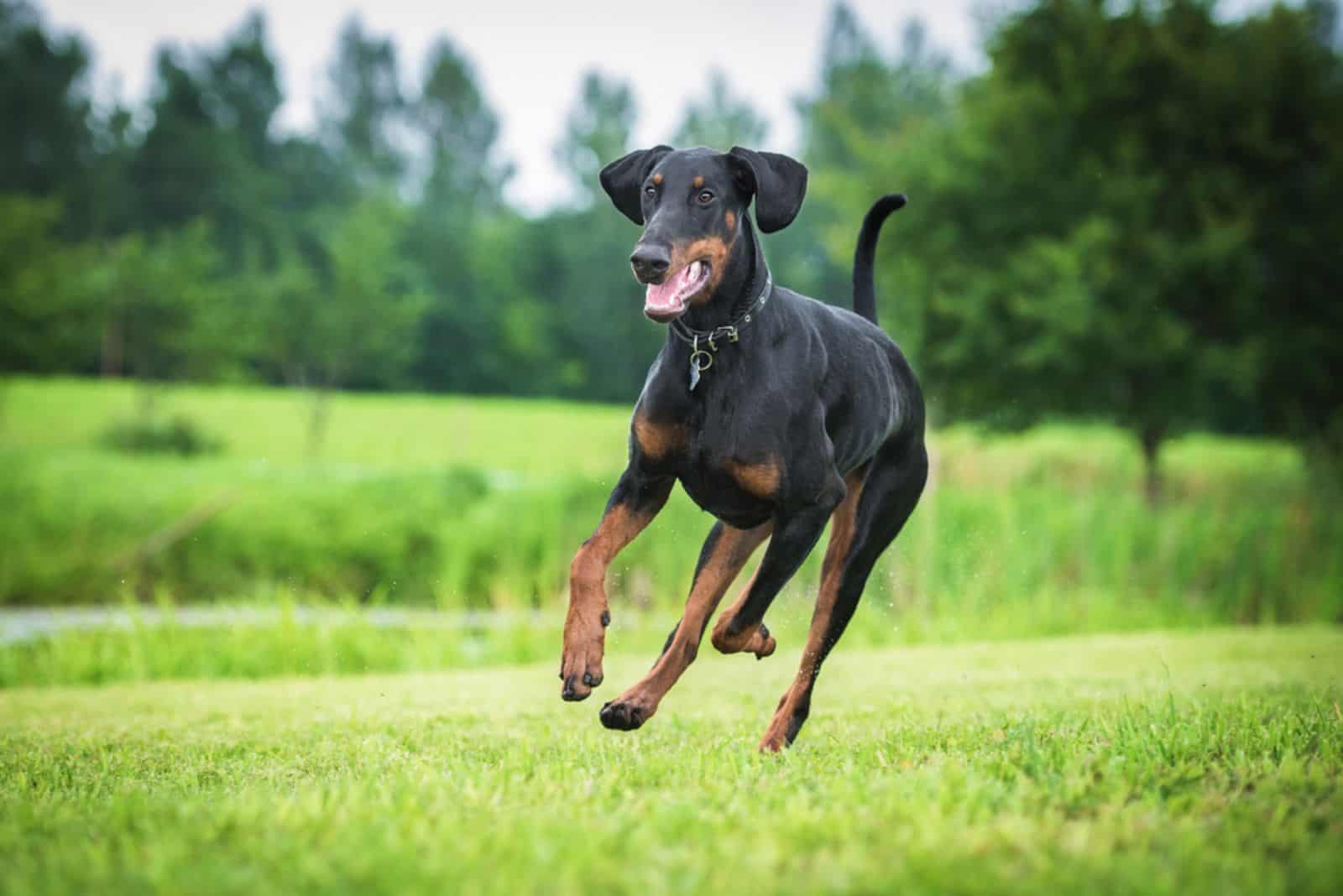 perro doberman pinscher corriendo