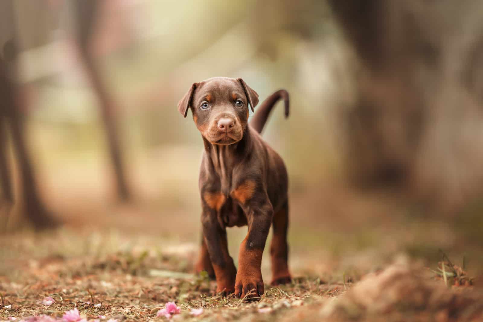 cachorro Doberman caminando en el bosque