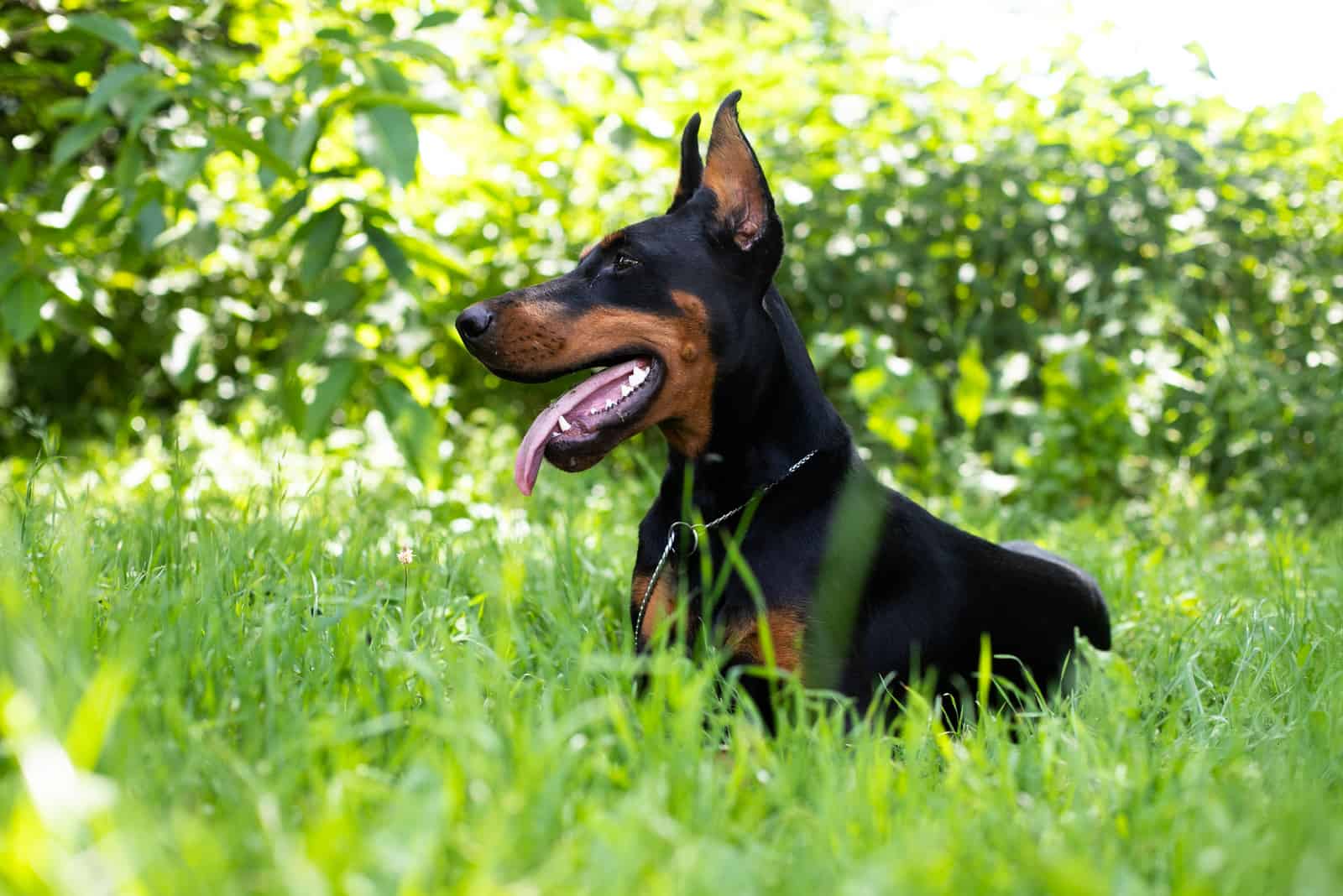 Doberman sentado en el césped mirando lejos