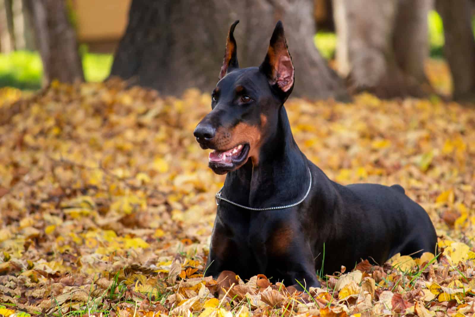 Doberman sentado en hojas