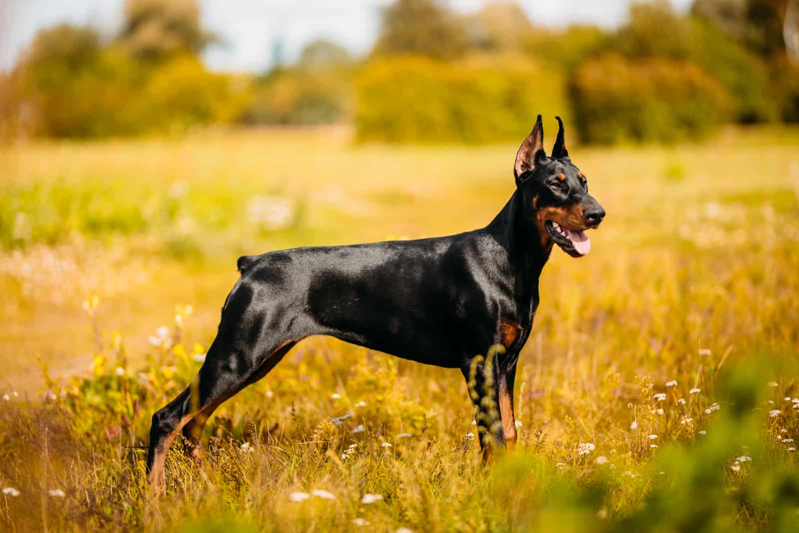 Doberman de pie en el campo mirando hacia otro lado