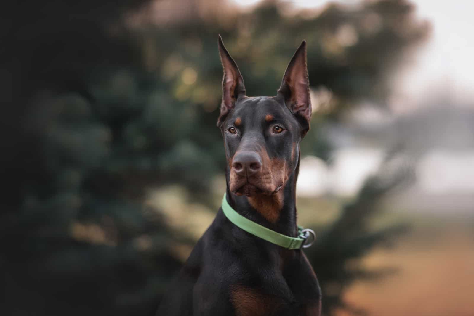 Doberman parado afuera