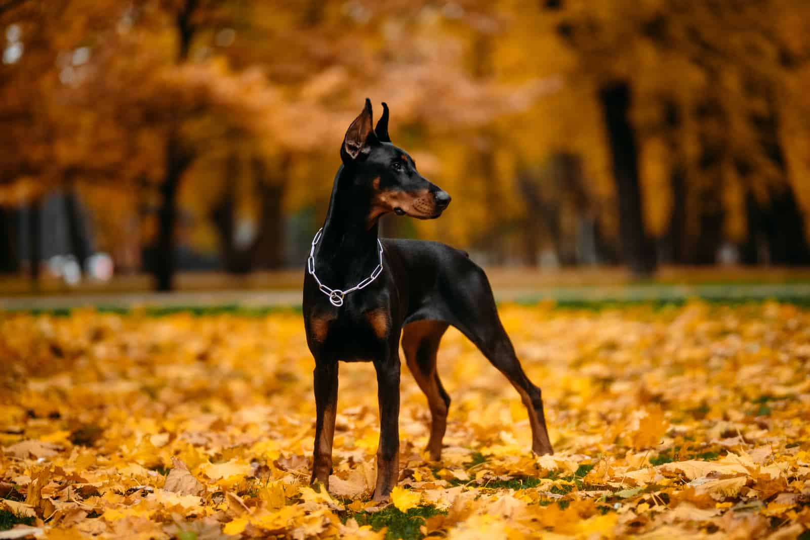 Dobermann de pie afuera en otoño