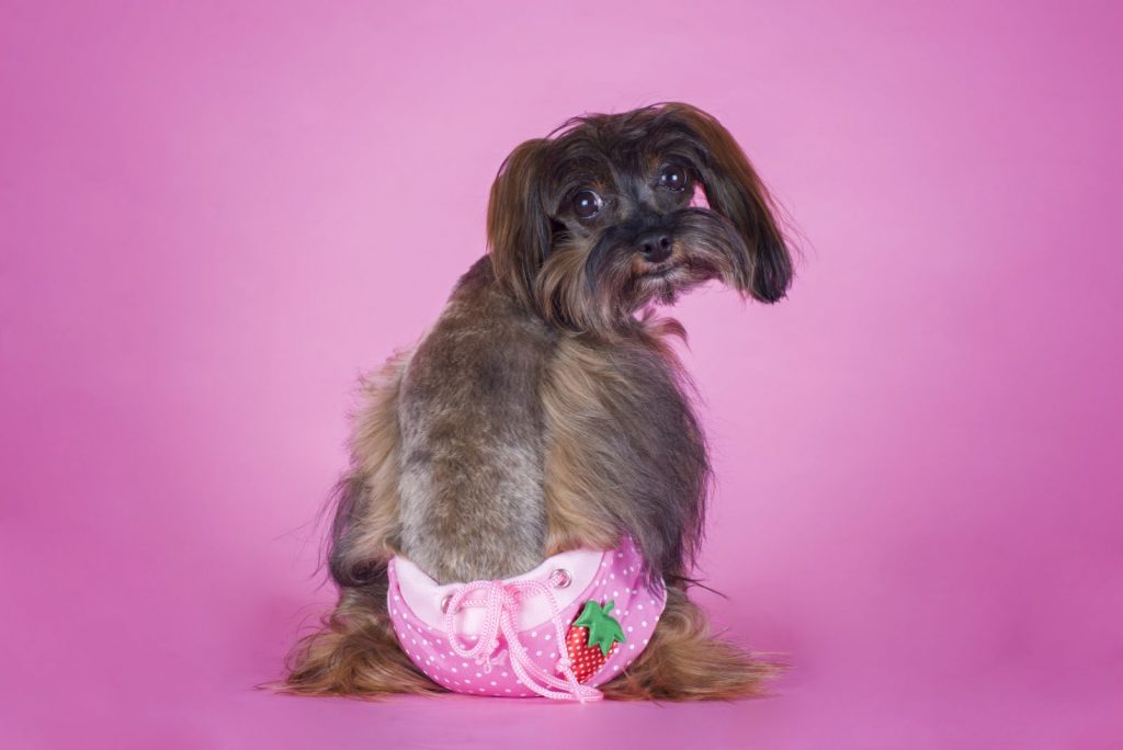 Raza de perro el orquídea de Petersburgo en sus calzoncillos en un fondo rosa