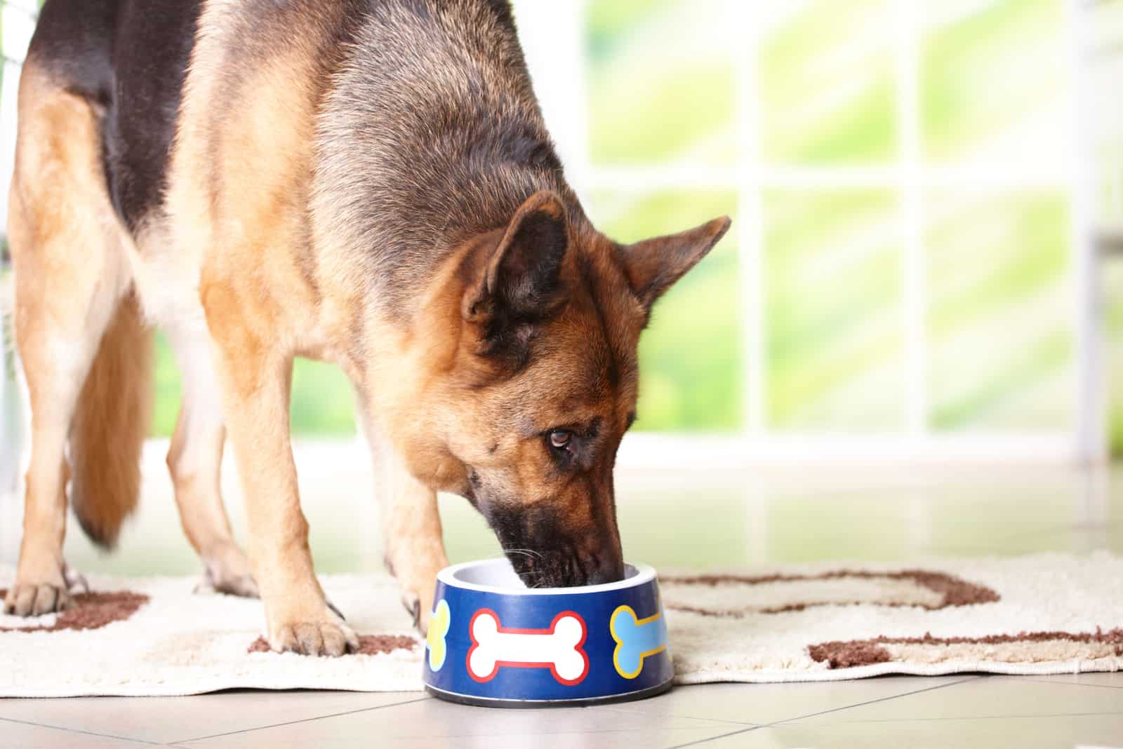 Perro pastor alemán comiendo o bebiendo de un cuenco