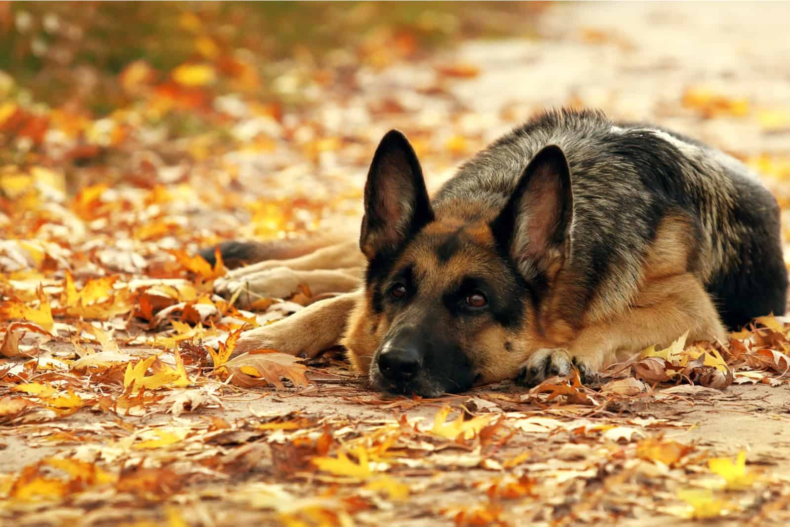 Perro Pastor alemán descansando al aire libre