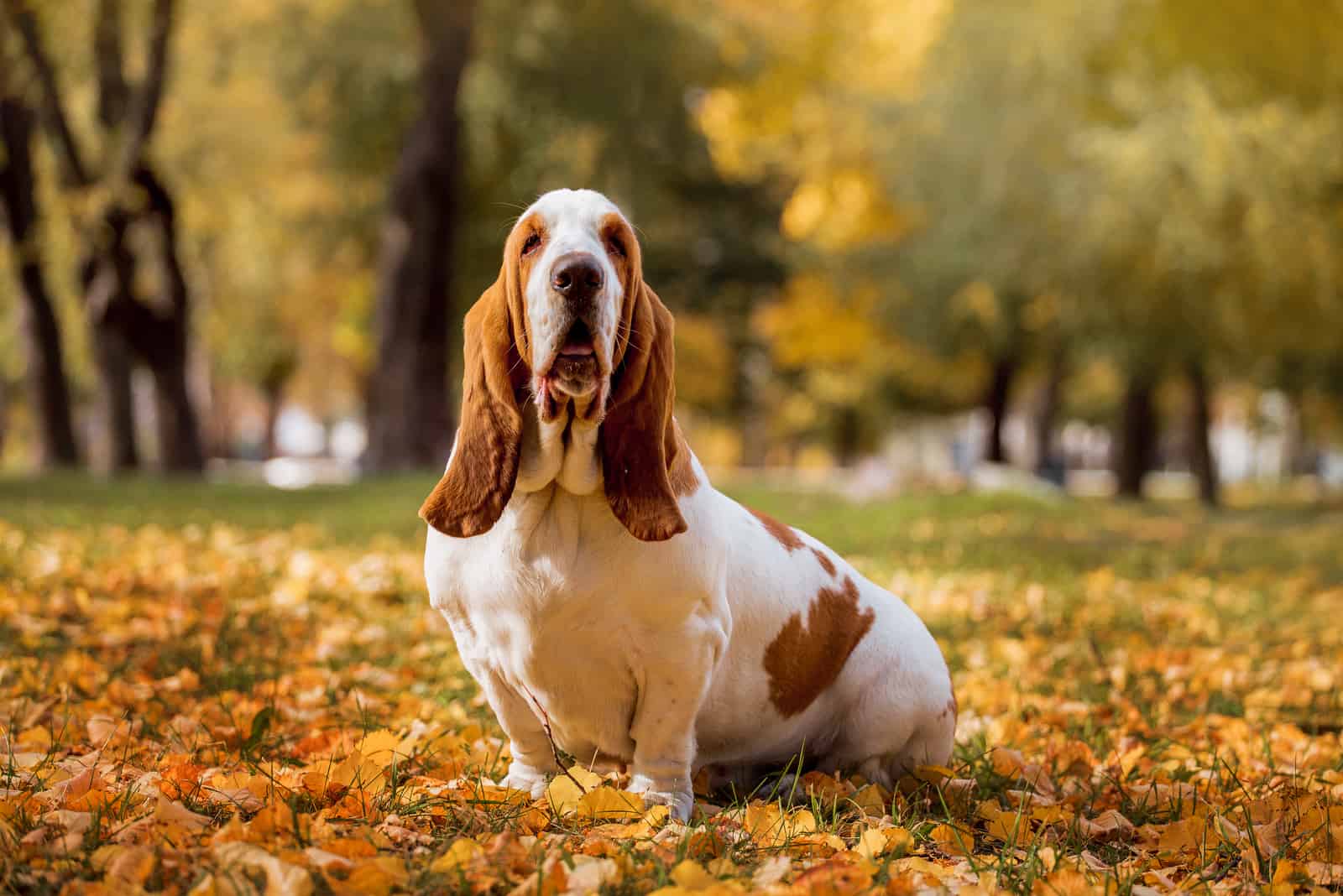 Raza de perro Basset Hound