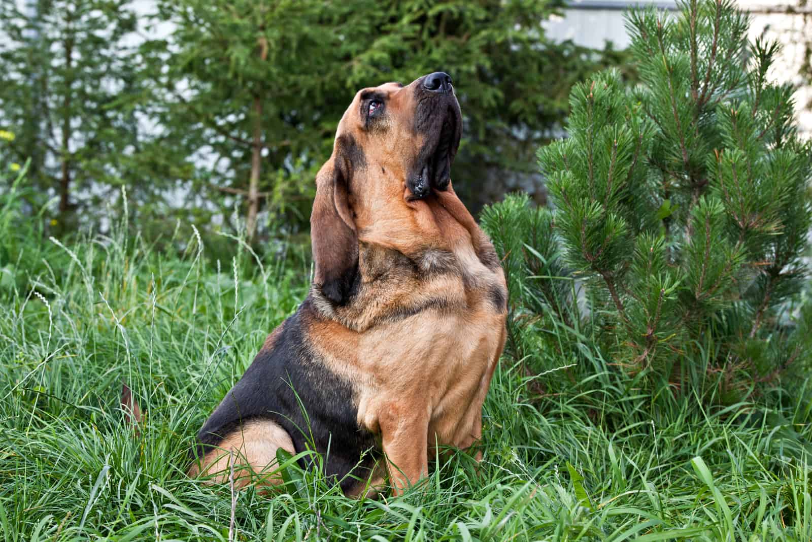 Retrato de raza de perro bloodhound en la naturaleza